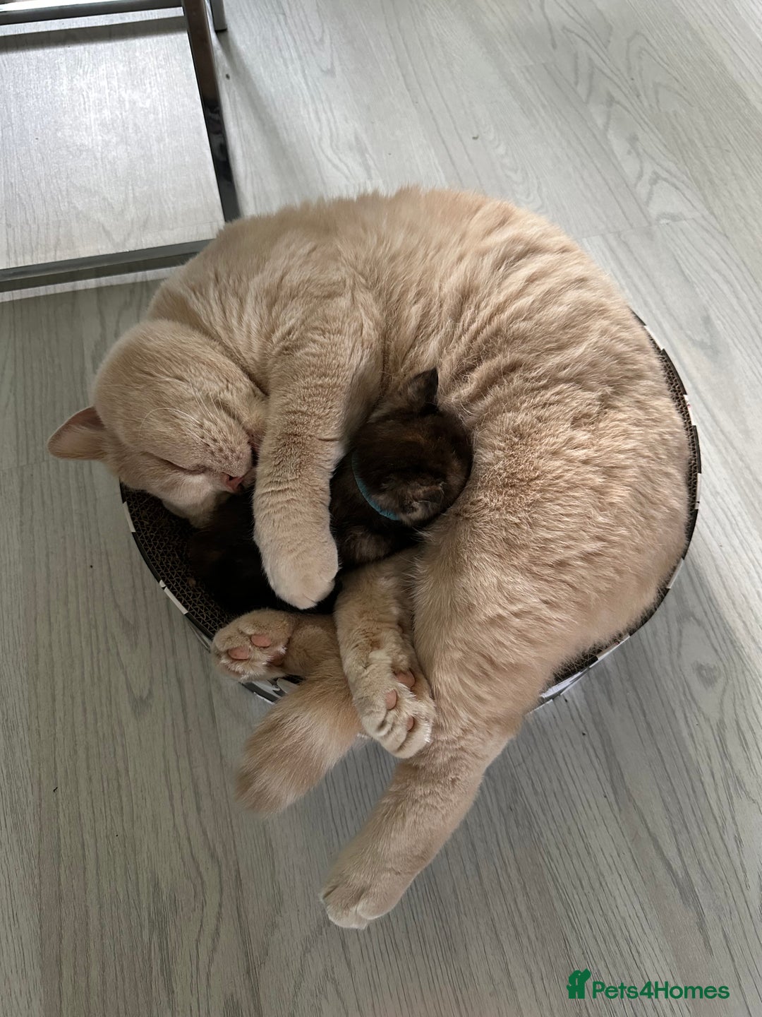 Mixed Breed cats for sale: British Short Hair Cross-Sphinx  - Advert 18