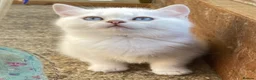 British Longhair cats for sale: 2 HANDSOME BLUE EYED BOYS - Advert 1