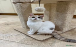 British Shorthair cats for sale: READY NOW - Lilac, BiColours & Colourpoint  - Image 8