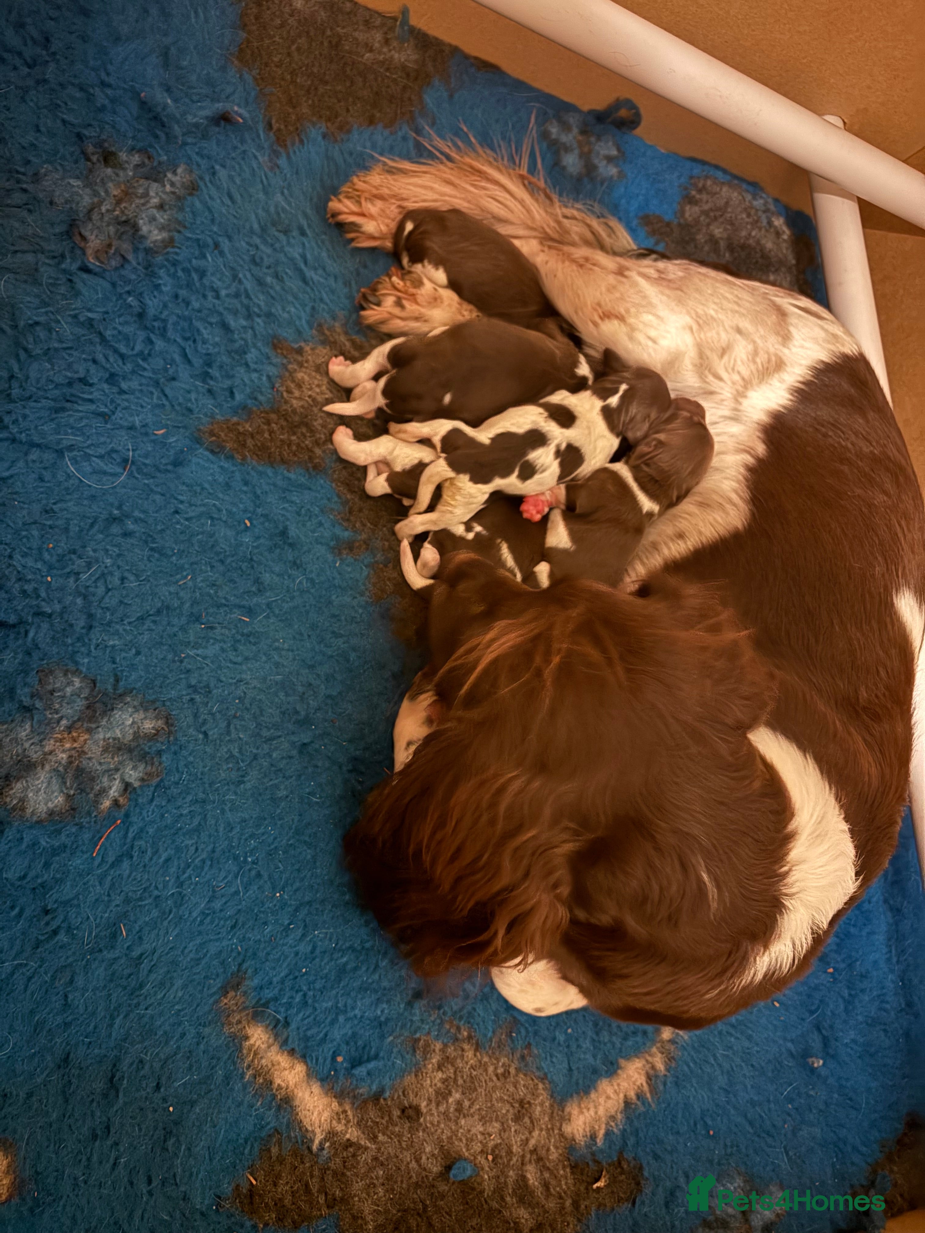 English Springer Spaniel dogs Beautiful litter of KC REG Puppies - Advert 1