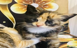 Mixed Breed cats for sale: Kataleja - Image 17