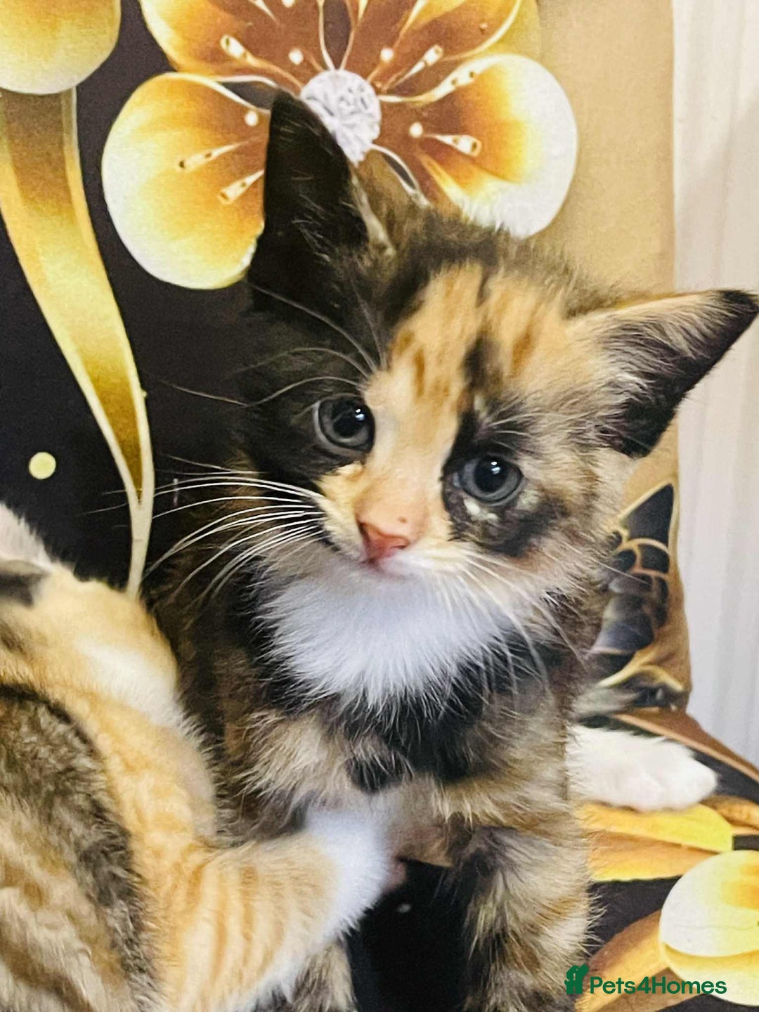 Mixed Breed cats for sale: Kataleja - Image 17