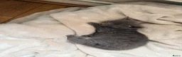 American Shorthair cats for sale: Cute black and grey kittens  in Northampton - Advert 19