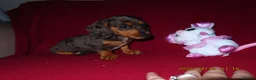 Miniature Dachshund dogs for sale: Miniature daschund puppies in Bedford - Advert 6