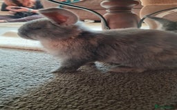 Mixed Breed rabbits for sale: Rex cross mini lop - Image 5