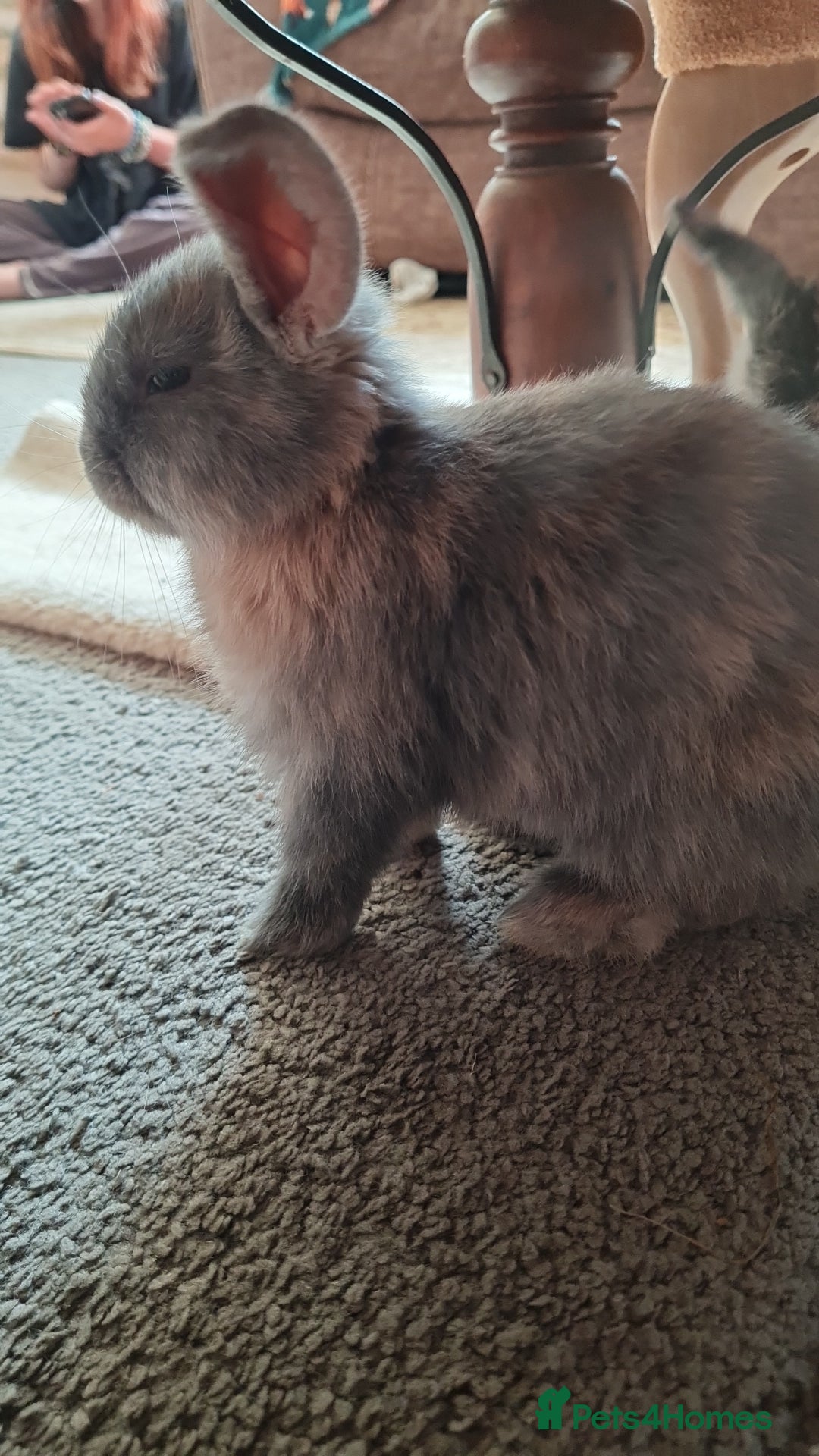 Mixed Breed rabbits for sale: Rex cross mini lop - Image 5