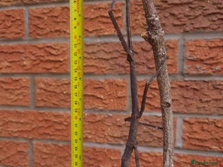 Stick Insects invertebrates - Advert 1