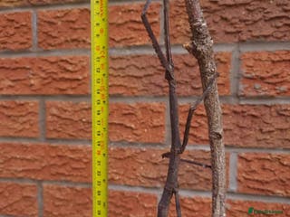 Stick Insects invertebrates Giant Tirachoidea stick insect - Advert 2