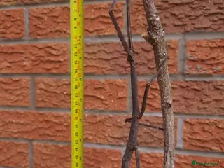 Stick Insects invertebrates Giant Tirachoidea stick insect - Advert 18