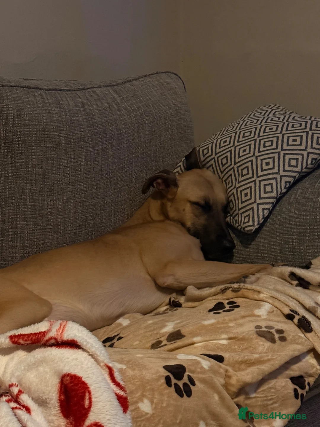 Mixed Breed dogs for sale: Scrappy  in Birkenhead - Advert 2