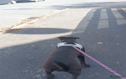 Mixed Breed dogs for sale: Cane corso cross presa  - Image 4