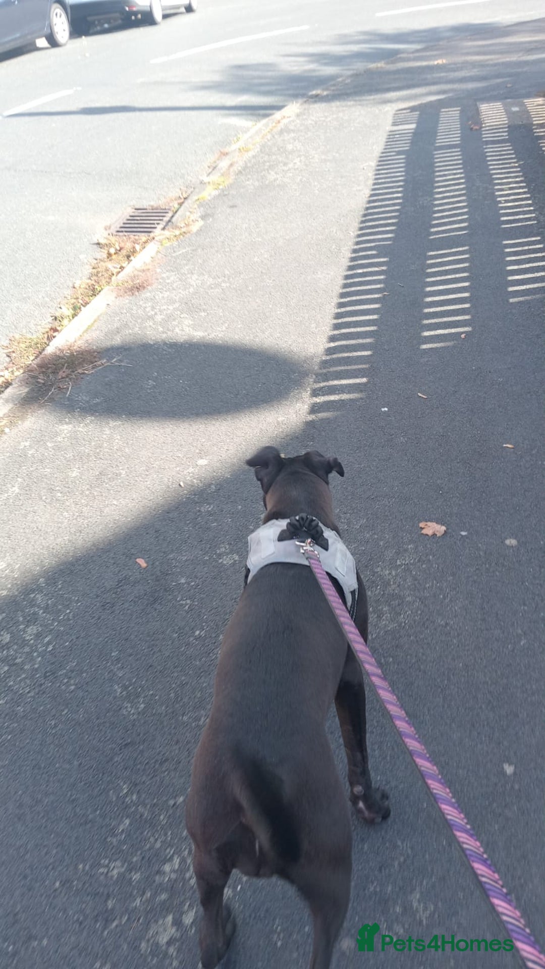 Mixed Breed dogs for sale: Cane corso cross presa  - Image 4