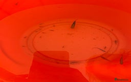Platies fish for sale: Platy fry - Image 1