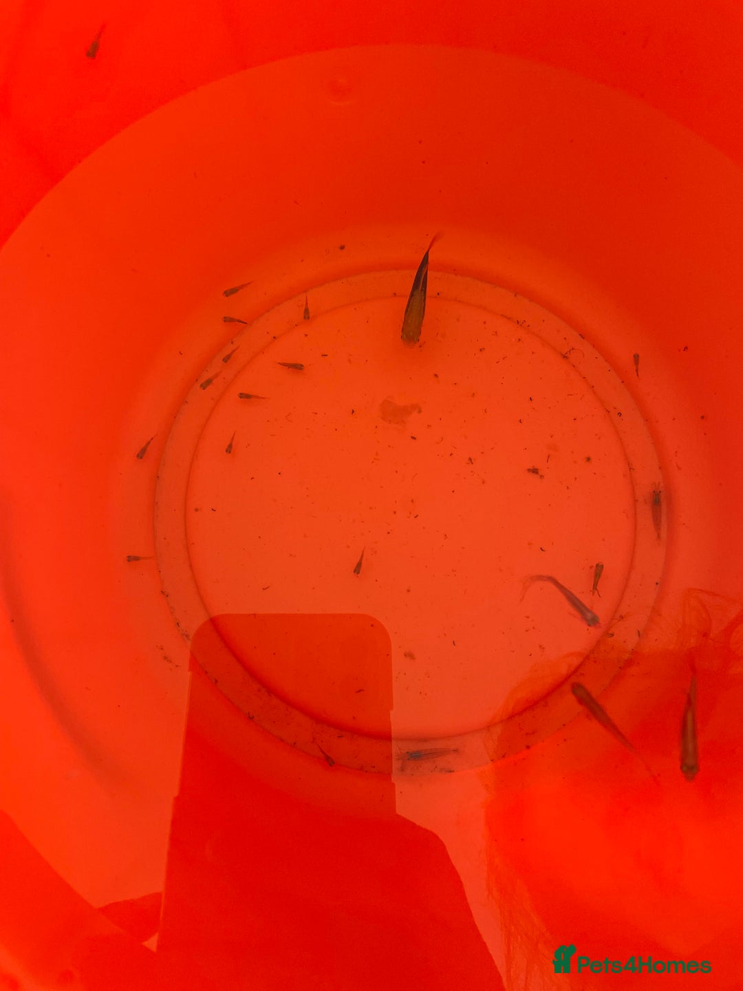 Platies fish for sale: Platy fry - Image 1
