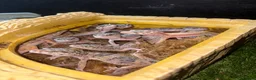 Leopard Gecko reptiles for sale: leopard hypo gecko  - Advert 1