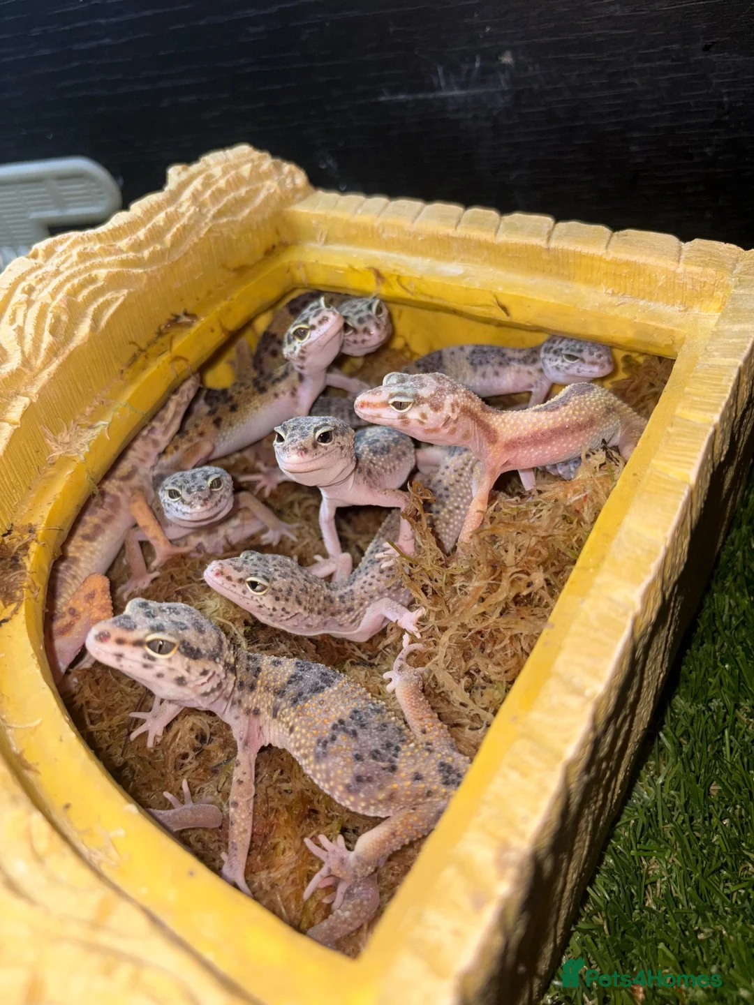 Leopard Gecko reptiles for sale: leopard hypo gecko  - Advert 1