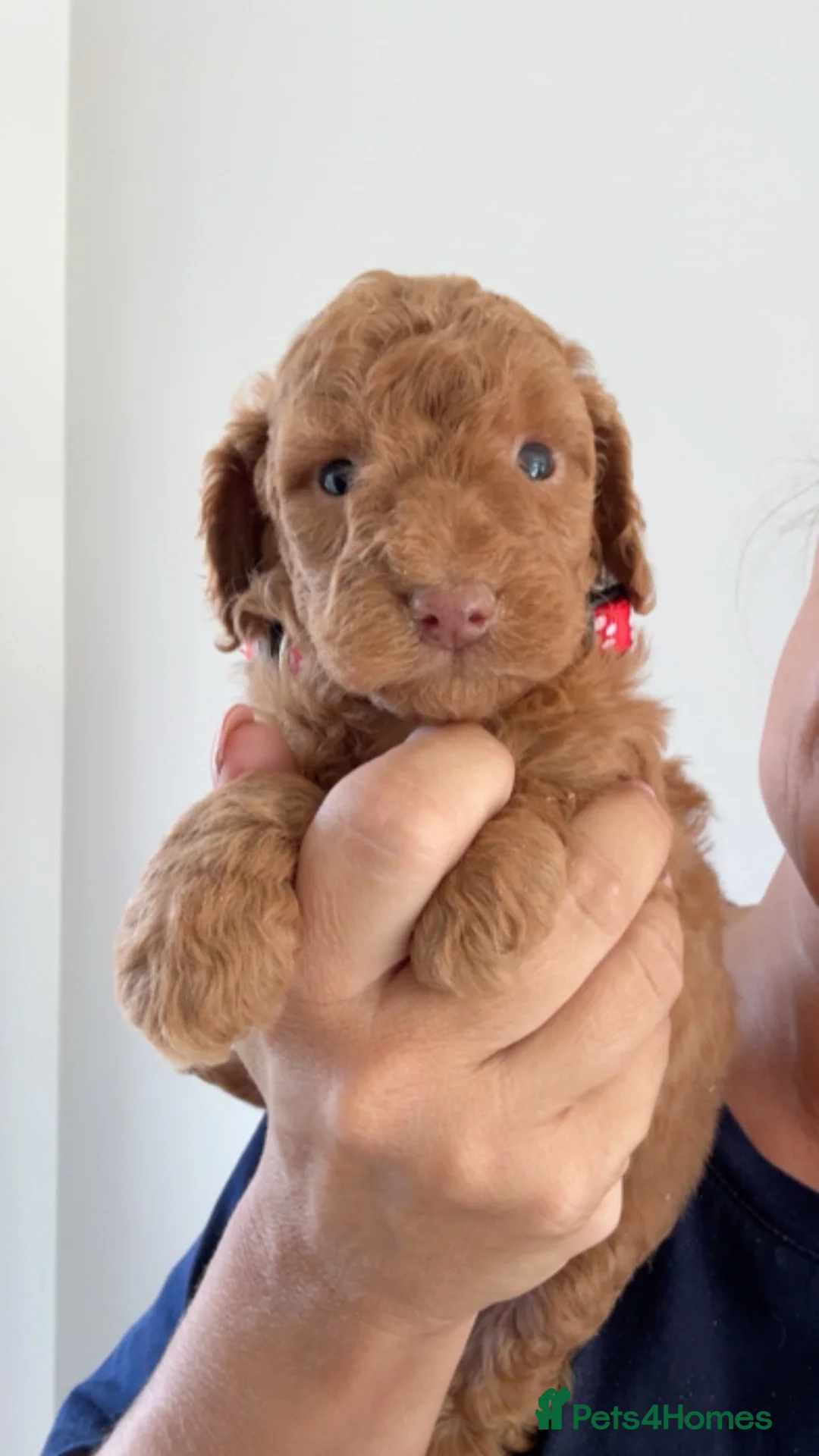 Cavapoo dogs for sale: Exceptional miniture Cavapoo puppies - Advert 1