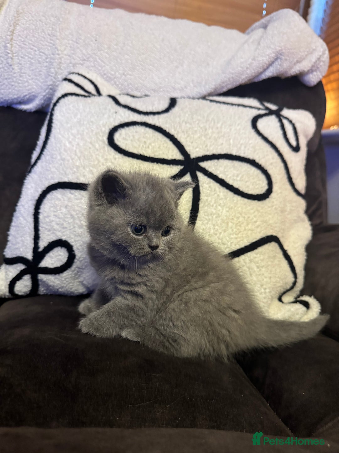 British Shorthair cats for sale: British Shorthair Kittens For Sale - Advert 9