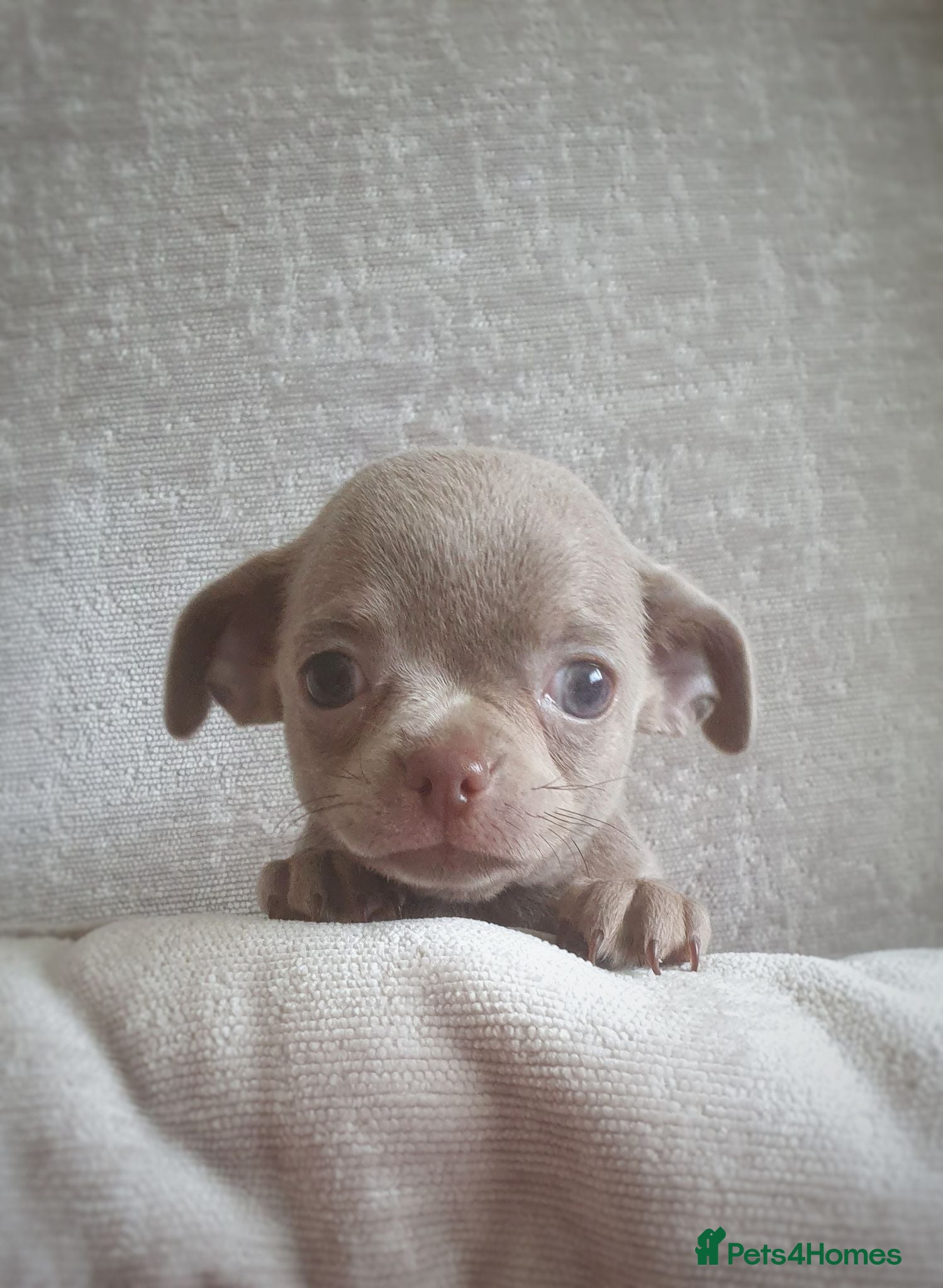 Chihuahua dogs 🐾Stunning appledome double coat lilac puppies 🐾 - Advert 2