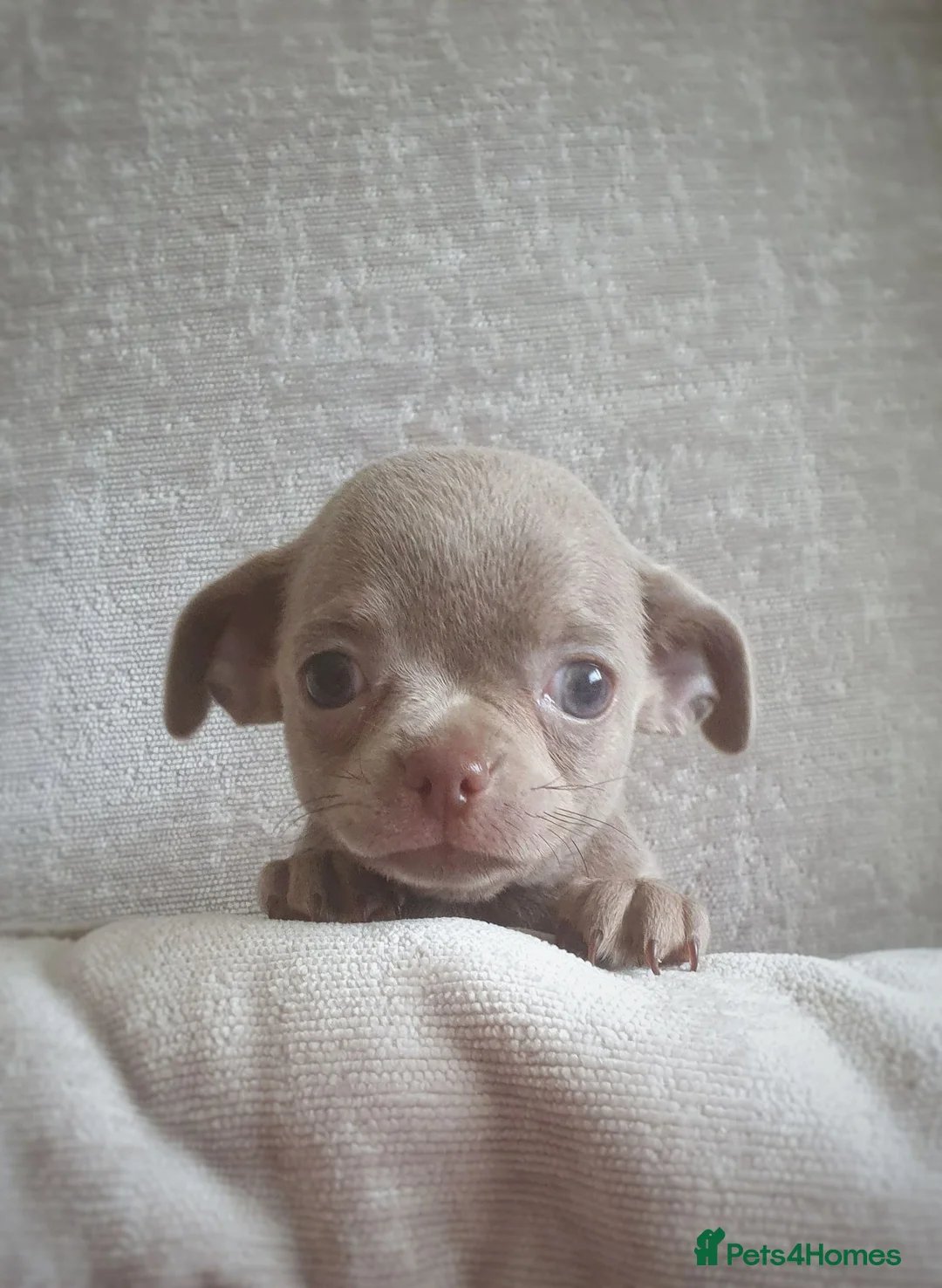 Chihuahua dogs for sale: 🐾Stunning appledome double coat lilac puppies 🐾 - Advert 2