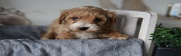 Cavapoo dogs for sale: F1 Cavapoos Ready 22nd December 🐾💕 - Advert 3