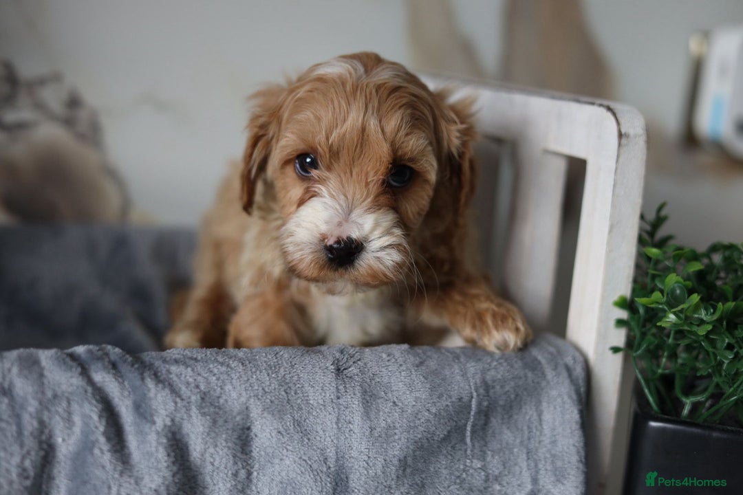 Cavapoo dogs for sale: F1 Cavapoos Ready 22nd December 🐾💕 - Advert 3