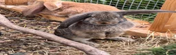 Continental Giant rabbits for sale: Giant conti with giant french lop - Advert 20
