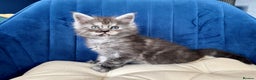 Maine Coon cats for sale: Maine coon kittens - Advert 6