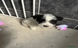 Jackapoo dogs for sale: 5 jackapoo puppies  - Image 9