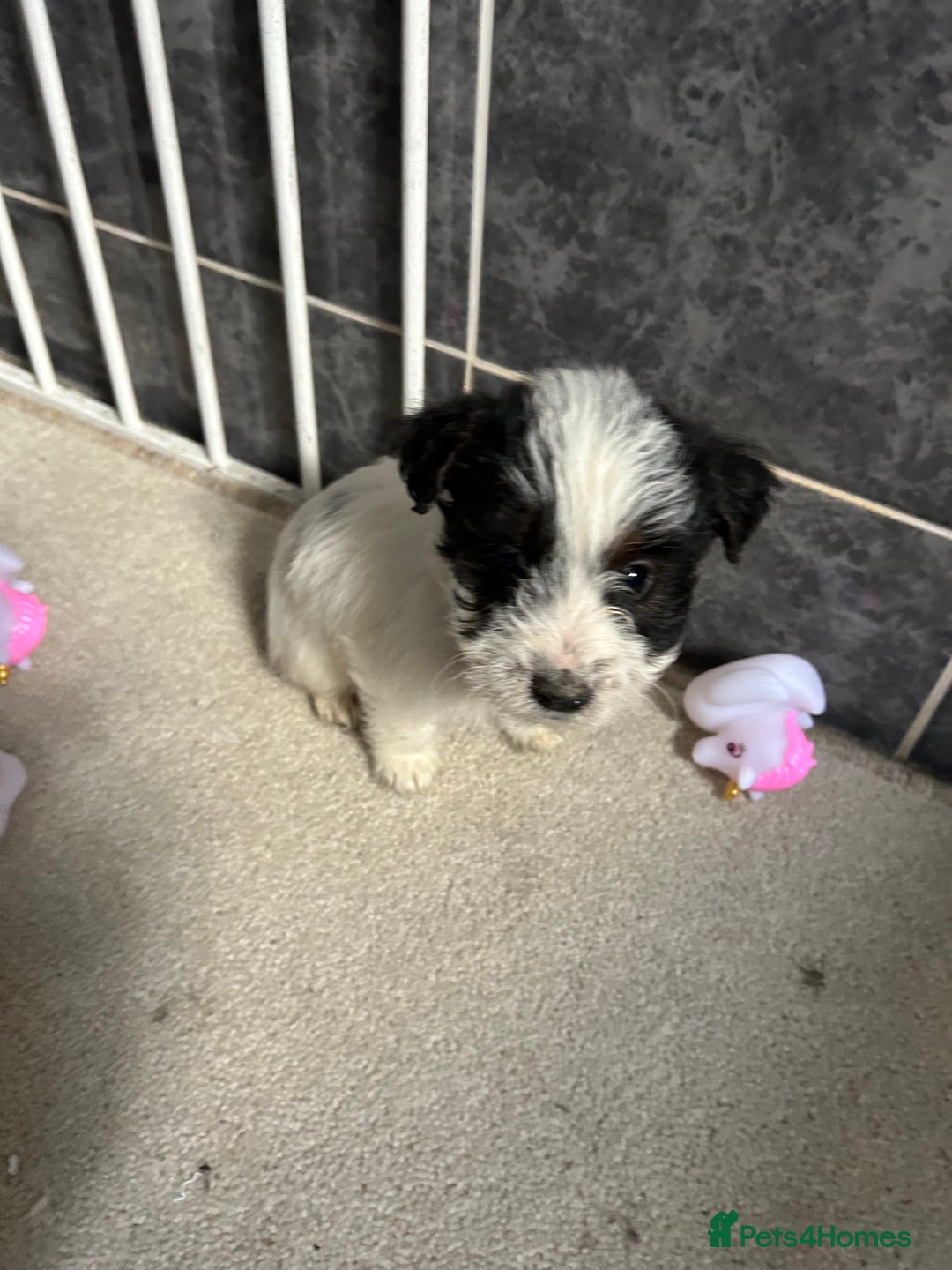 Jackapoo dogs for sale: 5 jackapoo puppies  - Image 9