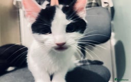 Mixed Breed cats for sale: 4 month old kittens looking for forever homes! - Advert 12