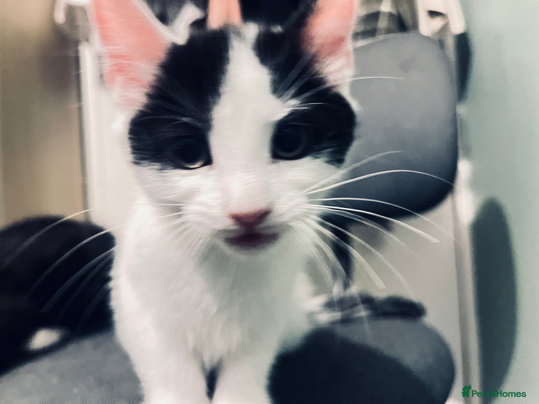 Mixed Breed cats for sale: 4 month old kittens looking for forever homes! - Advert 12