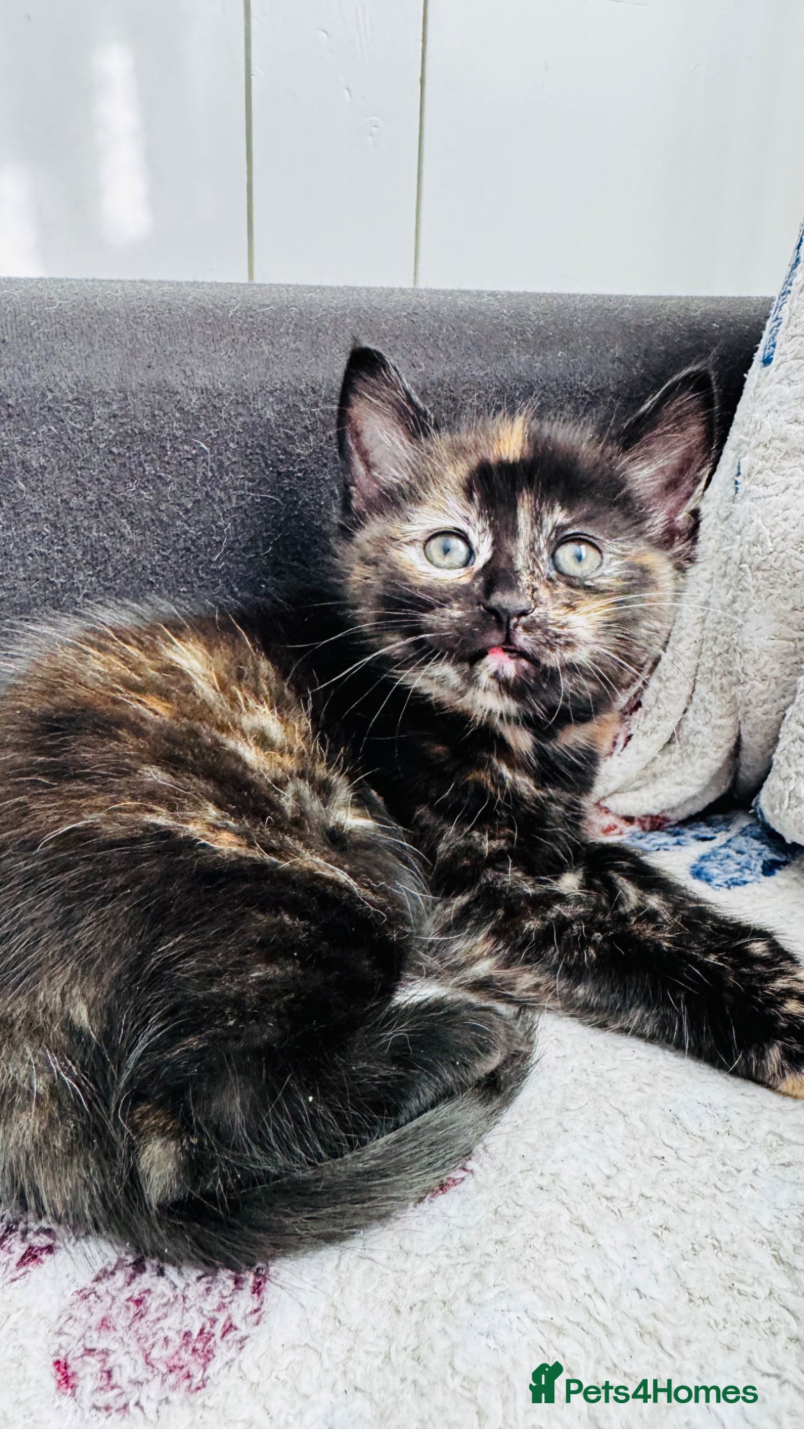Mixed Breed cats 5 very pretty calico breed and beautiful kittnes - Advert 1