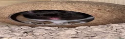 Hamster rodents for sale: black and white syrian hamster - Advert 4