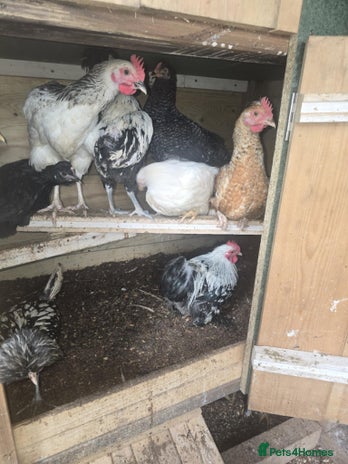Chickens poultry - Advert 14