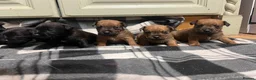 Lakeland Terrier dogs for sale: Lakeland puppies  - Advert 10
