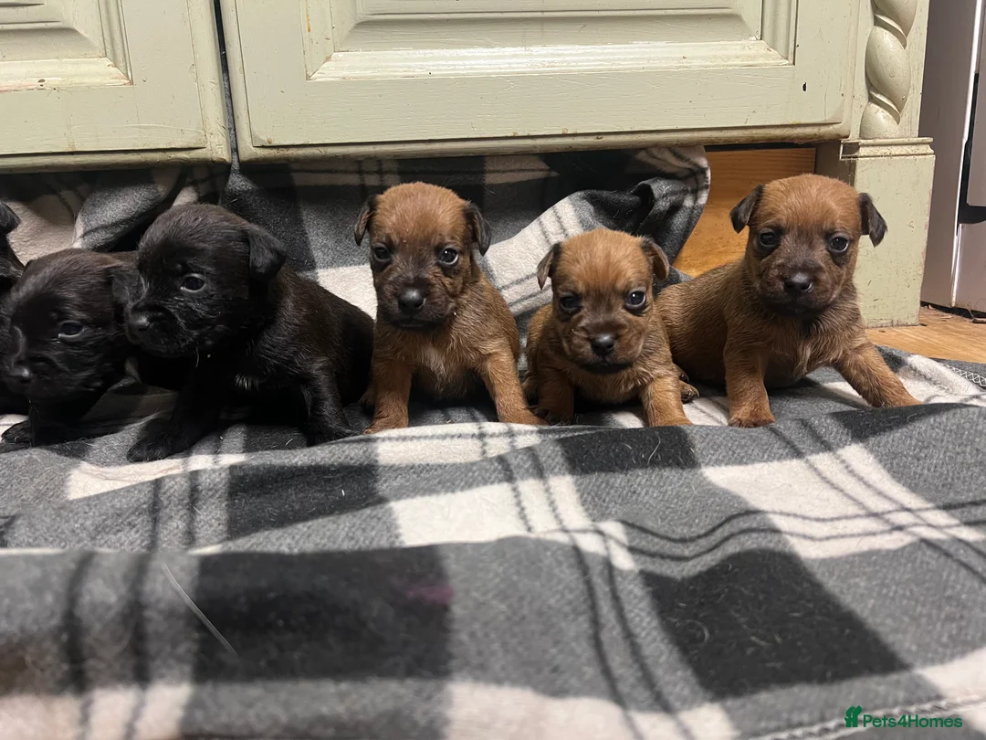 Lakeland Terrier dogs for sale: Lakeland puppies  - Advert 10