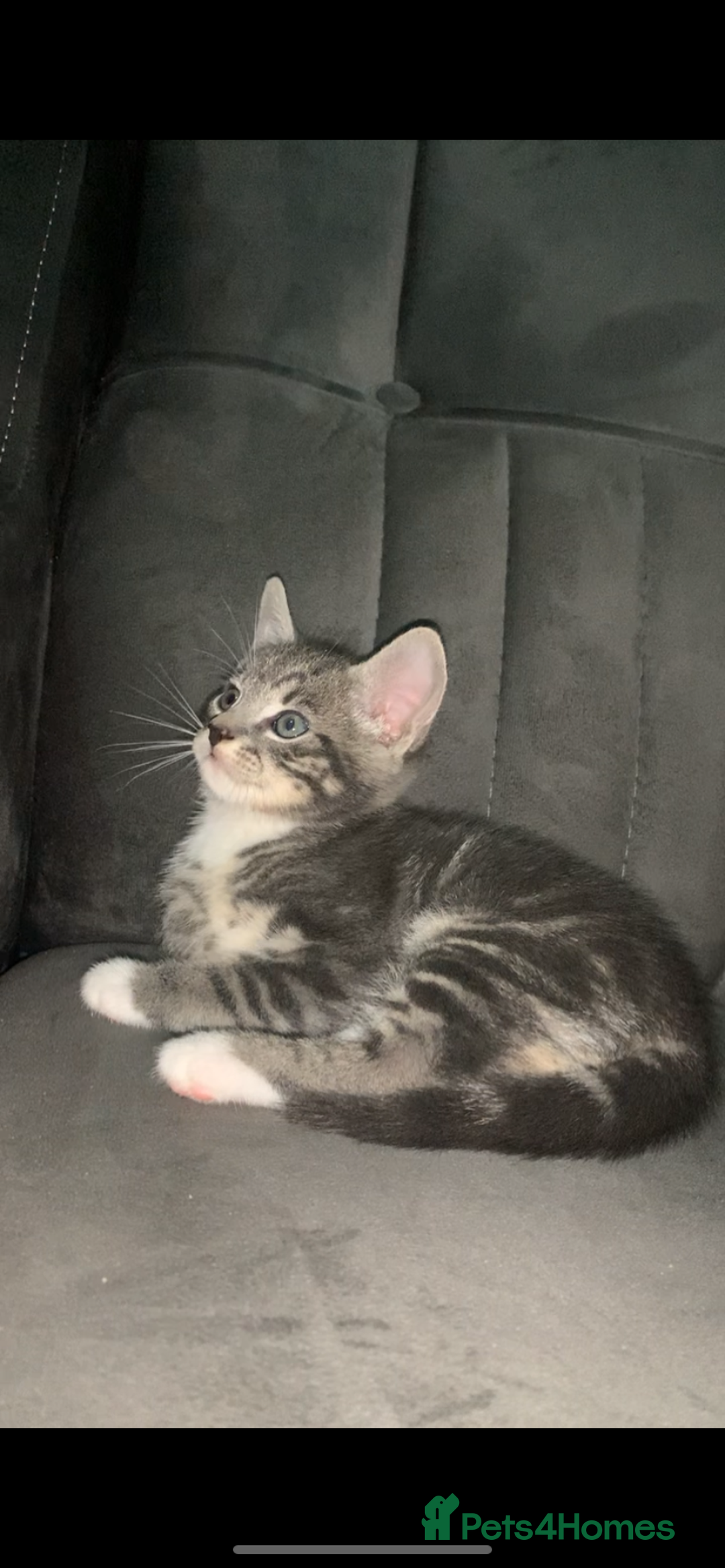 British Shorthair cats for sale: British short hair kitten  - Advert 4