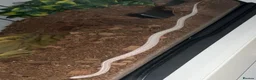 Corn Snake reptiles for sale: 2x corn snakes 1x mourning gecko with full setups - Advert 7