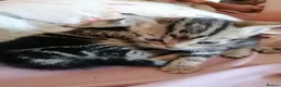 Mixed Breed cats for sale: Beautiful kittens  - Advert 15