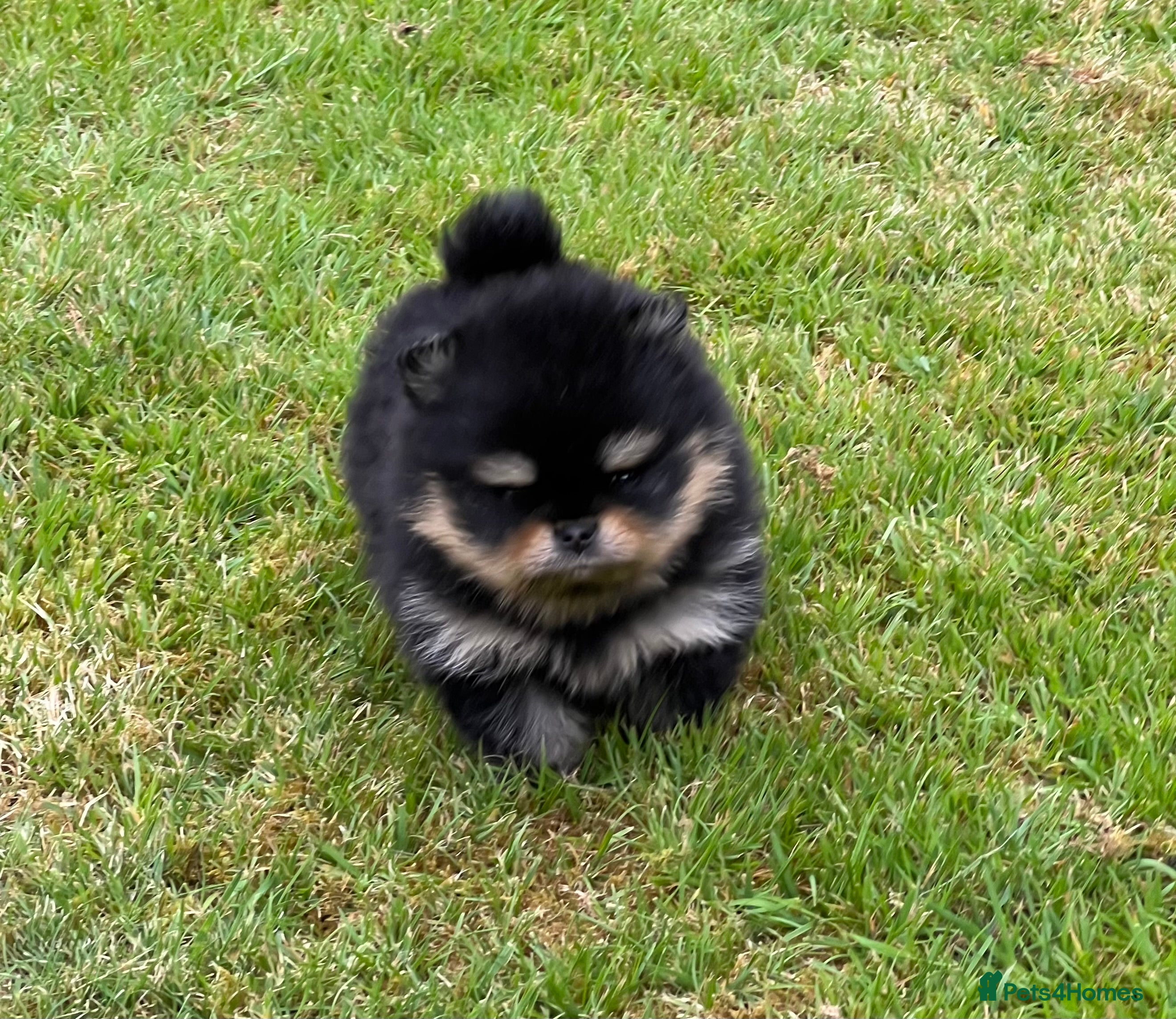 Pomeranian dogs Pomeranian puppies KC registered  - Advert 16