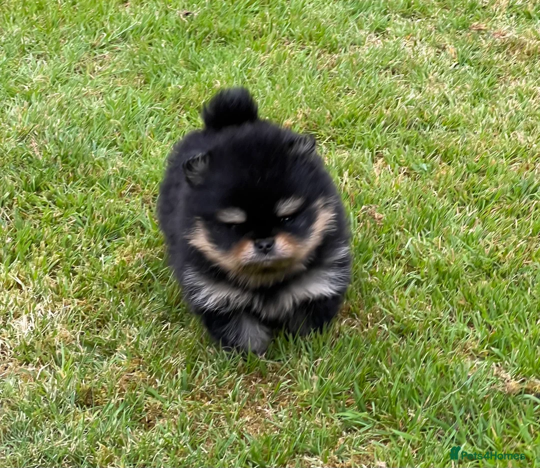 Pomeranian dogs for sale: Pomeranian puppies KC registered  - Advert 5