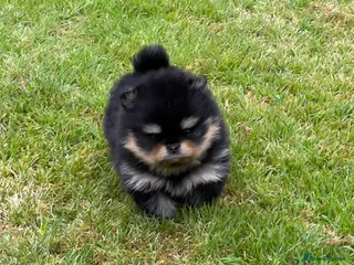 Pomeranian dogs Pomeranian puppies KC registered - Advert 16