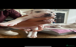 Mixed Breed dogs for sale: adorable Lurcher puppies - Image 18