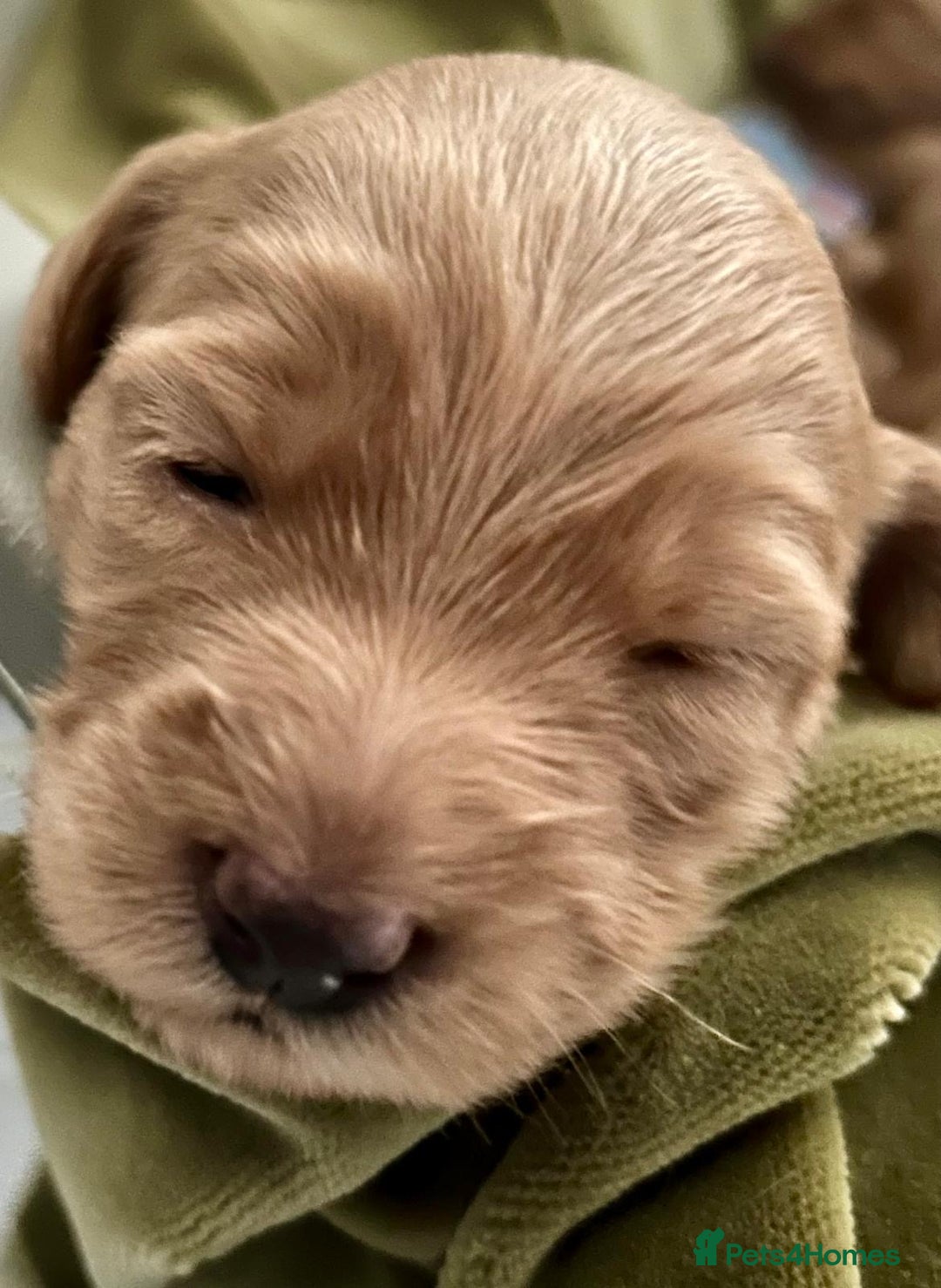 Labradoodle dogs for sale: 🥰 Cute Miniature labradoodle Pups 💖💕 - Advert 9