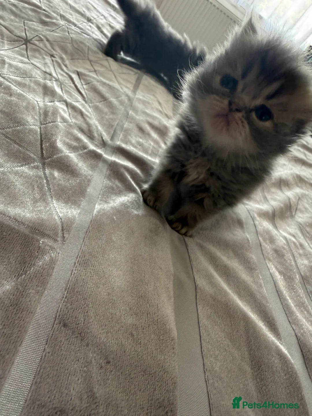 Persian cats for sale: Blue Persian kittens - Advert 2