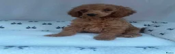 Miniature Poodle dogs for sale: Beautiful miniature poodles puppies - Advert 4