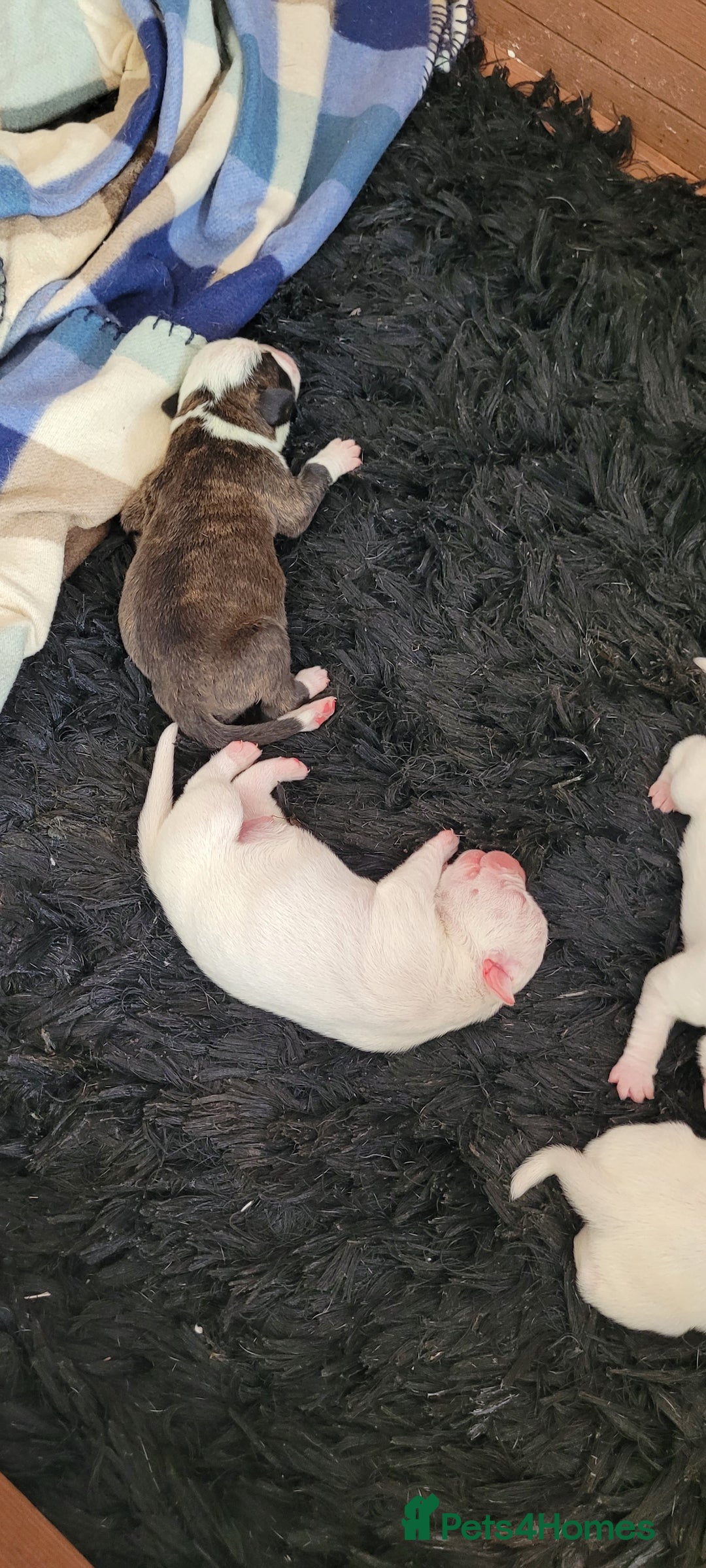 Dorset Olde Tyme Bulldogge dogs for sale: Dorset old tyme puppies  - Image 1