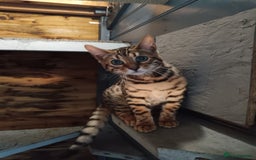 Bengal cats for sale: G5 pure Bengal kitten - Image 4