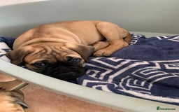 Bullmastiff dogs for sale: K.c registered Bullmastiff puppies  - Image 30